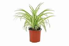 Spider plant chlorophytum - plant,