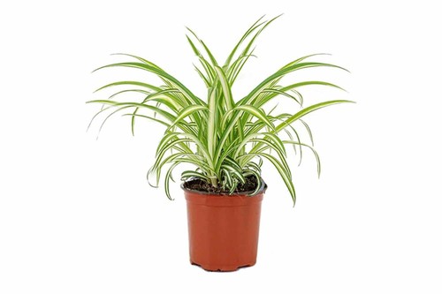Spider plant chlorophytum - plant,