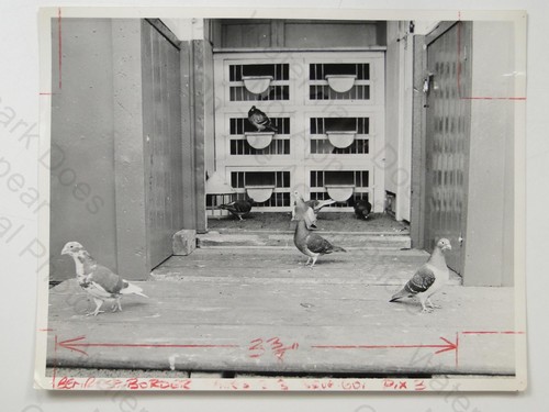 Racing pigeons loft coop - racing,