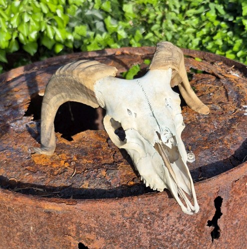 Goat ram skull with removable - ram,