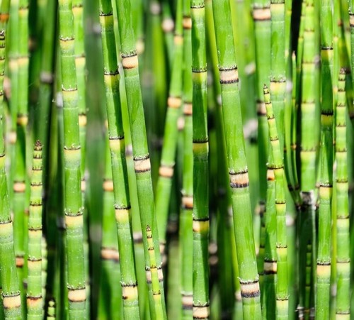 Dwarf bamboo plant - dwarf,