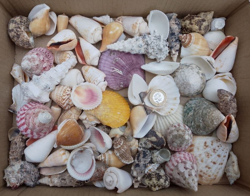 1kg mixed sizes - 1kg, species