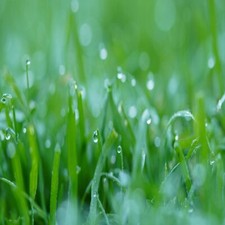 ENVIRO GRASS SEED WITH MICRO