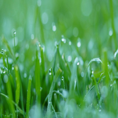 Enviro grass seed - enviro, micro
