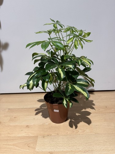 Schefflera nora dwarf - schefflera,