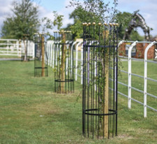 "Titan" Tree Guards Gold -