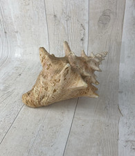 Large Salmon Conch Shell 9''