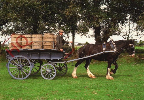 Postcard jersey shire horse - jersey,,