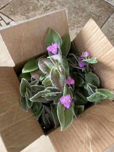 Cuttings cobweb spiderwort - cuttings,