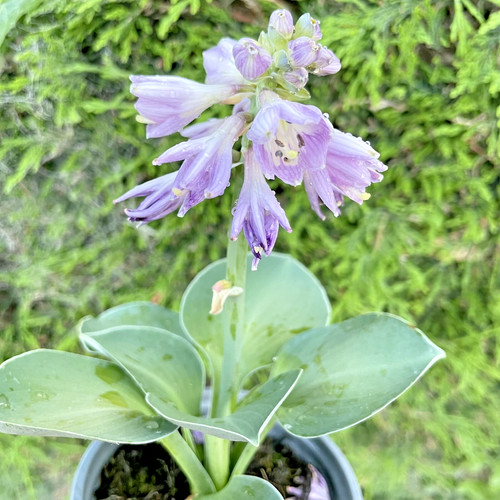 Hosta blue mouse - hosta, 'blue