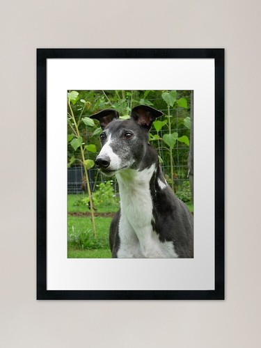 Greyhound handsome framed art - framed,