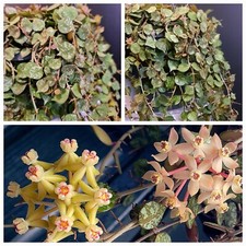 Hoya Curtisii. Lemony Scented Flowers. 1X Rooted Plant. Silvery Mottled Leaves.
