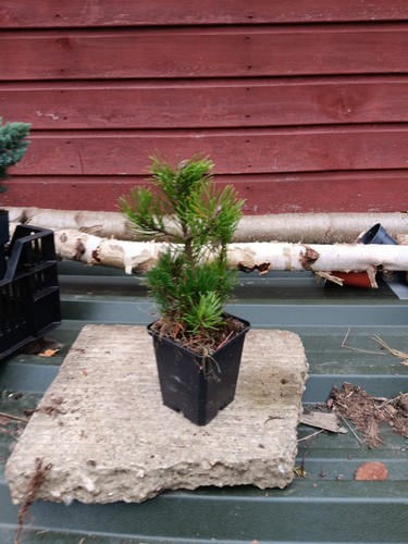 Pinus mugo dwarf mountain - -,