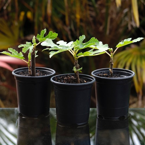 Fig tree brown - fig,
