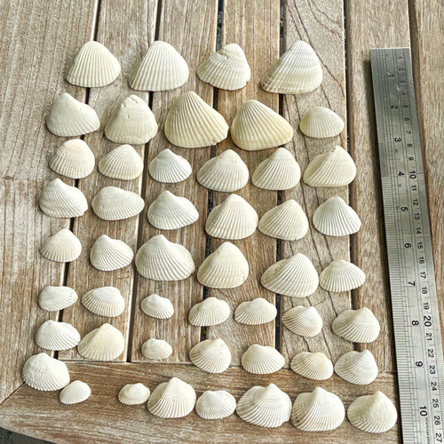 Lot white clam shells bulk - of,