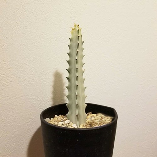 12cm succulent cactus plant - succulent,