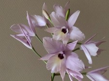 Laelia rubescens. Adult willing to bloom orchid Adult willing to bloom orchid