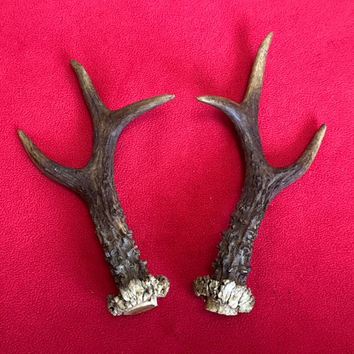 Pair roe deer - roe,