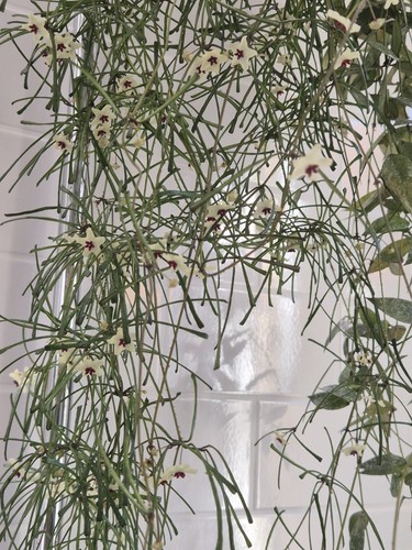 Hoya wax plant - plant, (grass