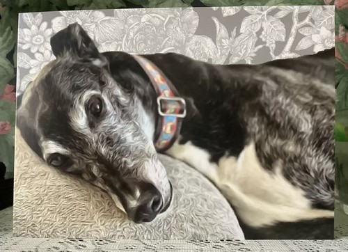Greyhound lurcher - greyhound,