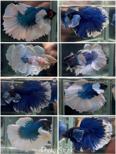 Male betta live - betta,