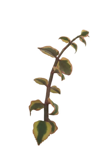 Crassula sarmentosa - , f