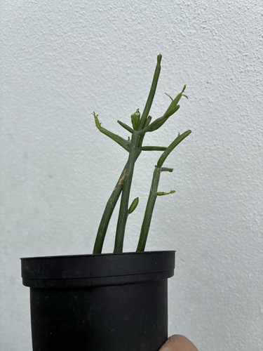Euphorbia tirucalli firesticks - tirucalli,