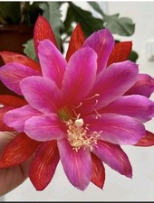 Epiphyllum " My gosh"  cactus