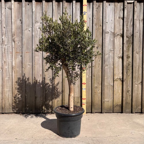 Thick stem olive - thick,