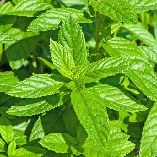 Mint moroccan plant - -,