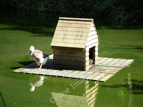 Photo 6x4 duck house - photo,