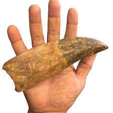 3x Cretaceous Theropod