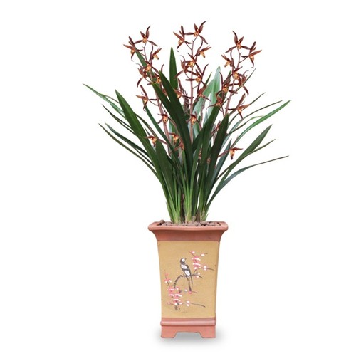 Cymbidium live orchid - orchid, plant