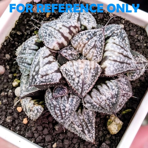 Haworthia yukigeshiki - haworthia, 'yukigeshiki'