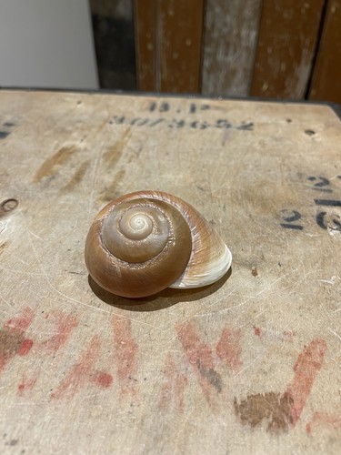 Large land snail - land, shell