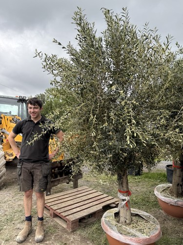 Olive tree and - olive, xl