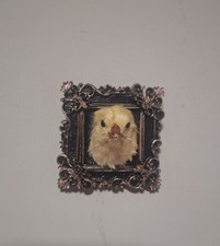 Taxidermy Baby Chick Head
