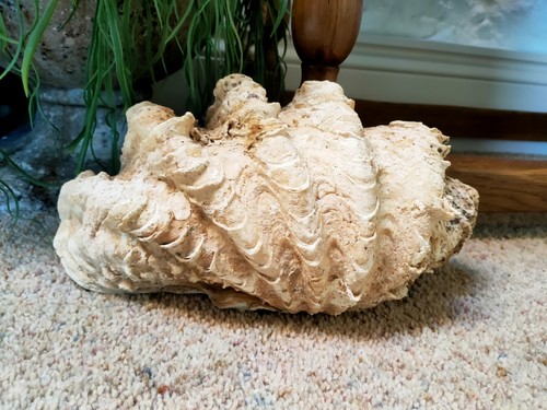Real giant clam - real, natural