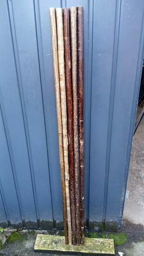 Hazel walking stick shanks - hazel,