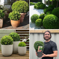 Buxus Topiary Plant Box