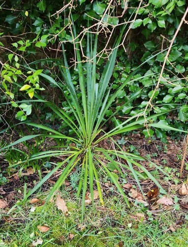Yucca rostrata evergreen 95cm - rostrata, ,evergreen