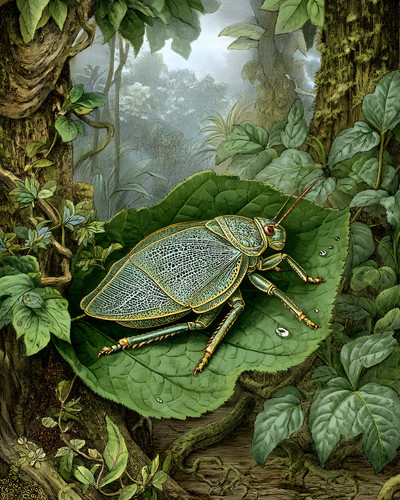 Giant malaysian leaf insect - giant,