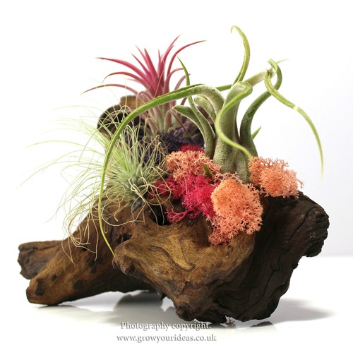 Pink purple red air plant - pink,, &
