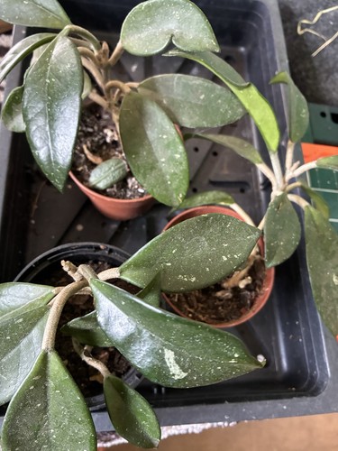 Hoya price each all the - each, same
