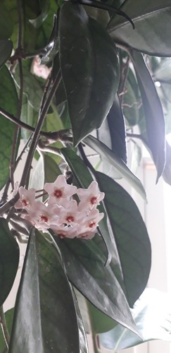 Carnosa plant 8cm - plant,