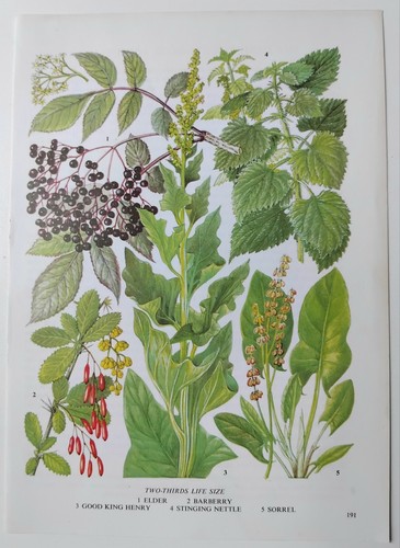Vintage botanical print - vintage,