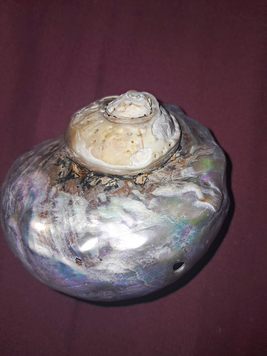Natural polished sea shell - sea,
