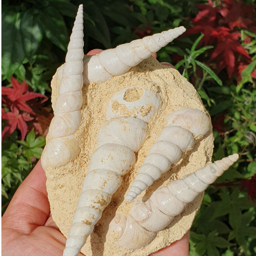 Seashell spiral sea - sea, snail