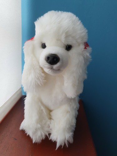 White poodle teddy poodles - white,