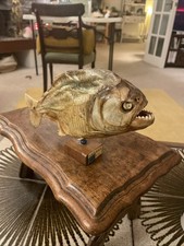 Taxidermy piranha (Brazil) on